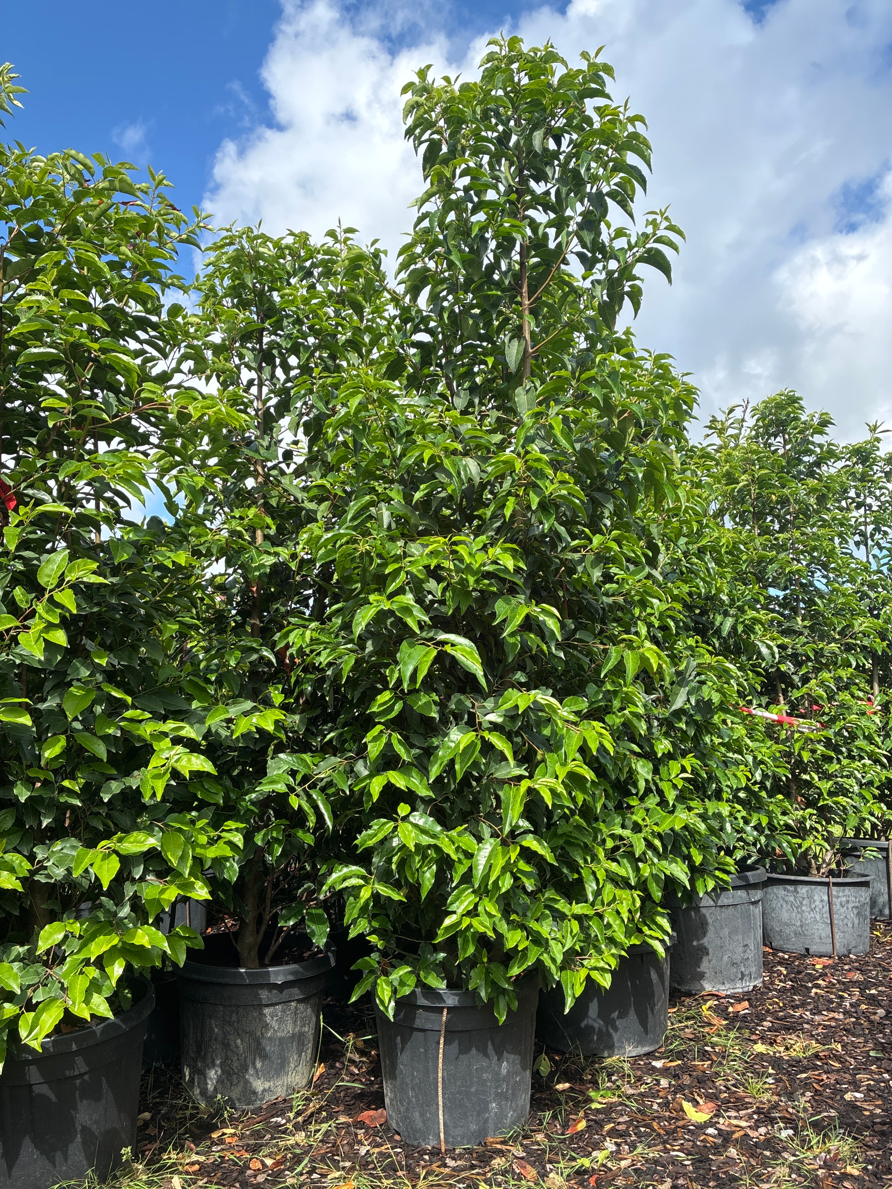 Portugiesische Lorbeerkirsche 'Angustifolia' / Prunus lusitanica 'Angustifolia'